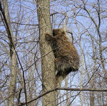 Porcupine climbing up a bare tree.