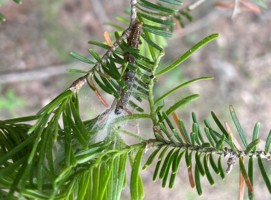 Spruce bud worm and webbing in branch of balsam fir tree.