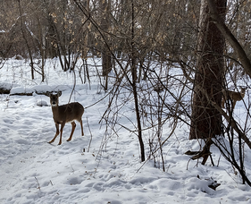 two deer with one standing over a trail in winter