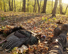 turkey hunter's boots and turkey harvested on beautiful spring morning, sun shining through the woods