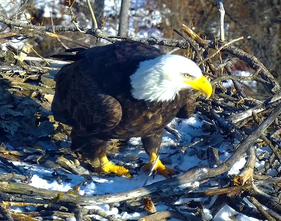 a screenshot of the EagleCam footage with an eagle on the nest