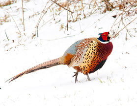 a pheasant rooster in snow