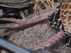 harvested turkey with photo up close on its spur and talons