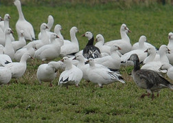 photo of a flock of light geese on grass