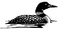 a black and white drawing of a loon