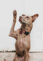 Brown dog on hind legs raising paw as if he has a question