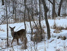 deer in snow