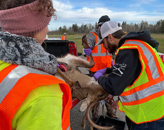 in person CWD sampling with a buck in a truck