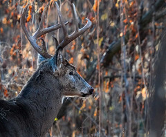 artsy photo of a buck with background blurred