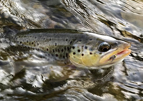 a trout being pulled out of the water with fly in its mouth