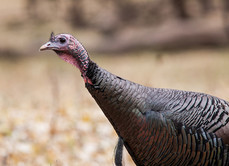 a wild turkey up close