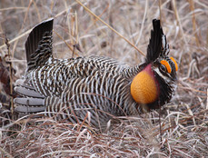 up close photo of a prairie chicken