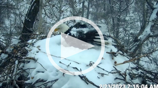 A screenshot of the EagleCam time lapse with a play icon on it