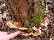 heterobasidion irregulare small fruiting at base of red pine 