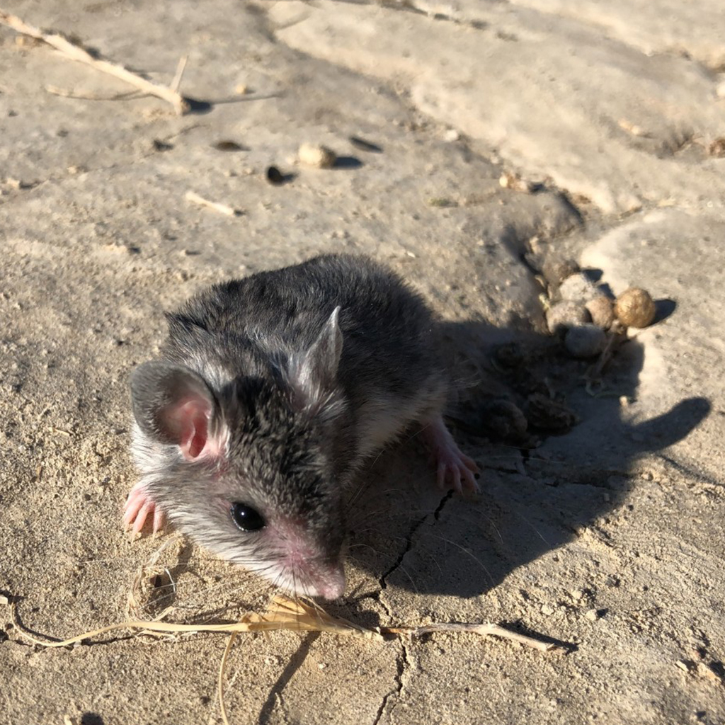 northern grasshopper mouse 