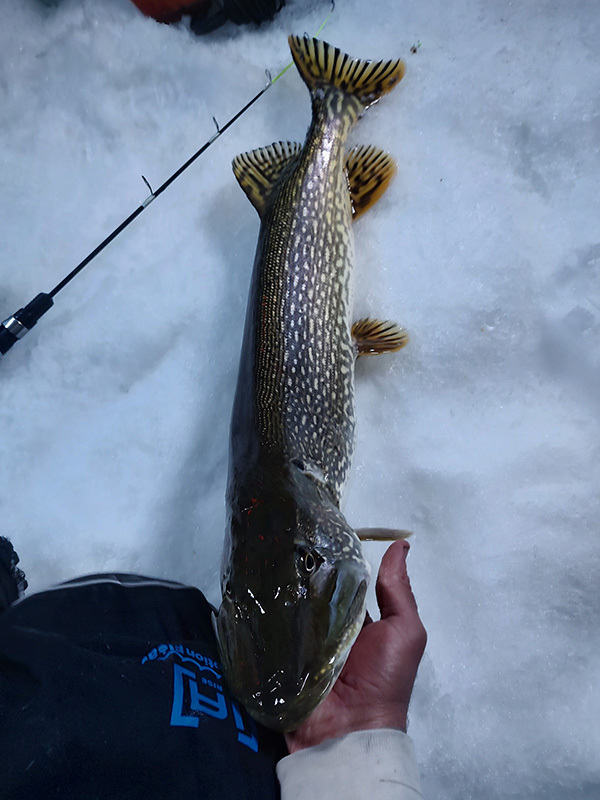 a pike being held on the ice before being released