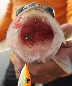 a look inside a walleye mouth showing blood from barotrauma 