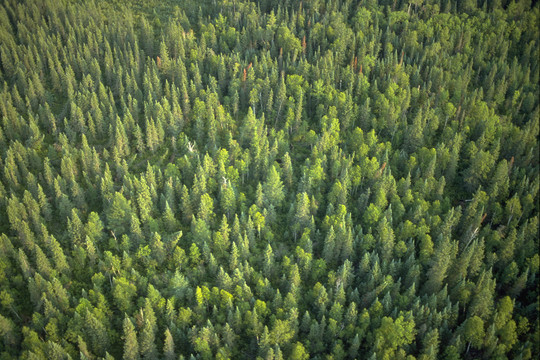 An aerial view of a forest, filled with many green trees