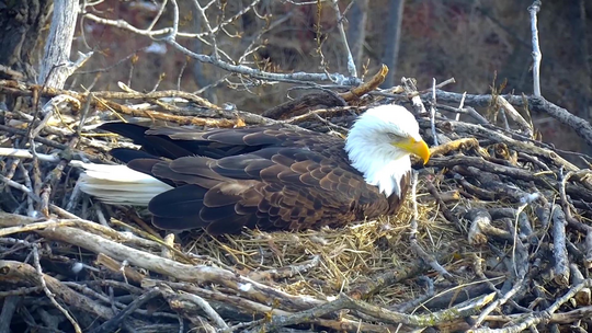 A bald eagle sits in a nest