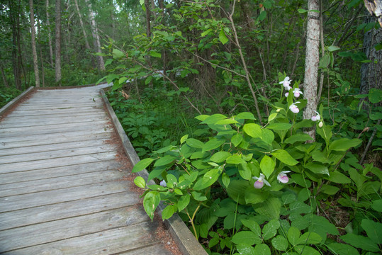 Wooden boardwalk on a bog, plants are green and there are Ladyslippers blooming.