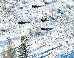 moose in snow as seen from a low-flying aircraft