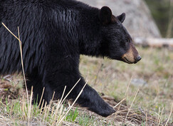 black bear up close