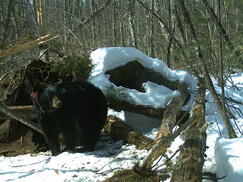 bear coming out of a den with an ear tag on it