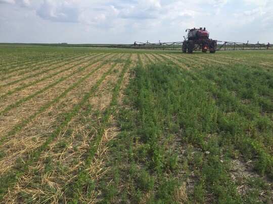 soybean field seeded with no-till