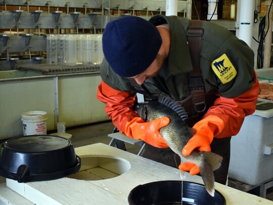 A man in DNR gear squeezes egg out of a female walleye