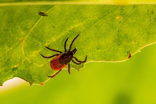 A tick crawling on a leaf