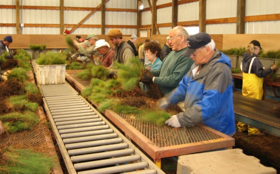 Seasonal nursery staff inspecting seedlings