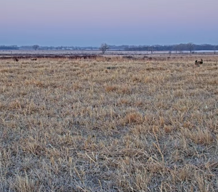 A screenshot from the prairie chicken livestream