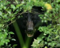 bear face looking out of green leaves