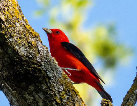 a scarlet tanager on a tree limb