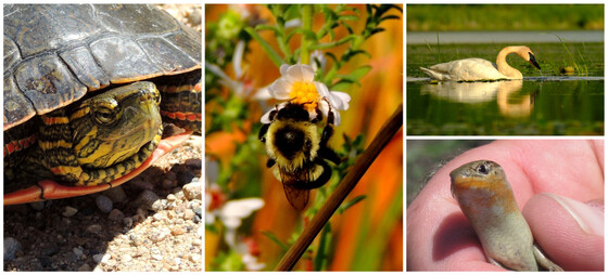 a collage of wildlife, including a turtle, swan, and bumblebee