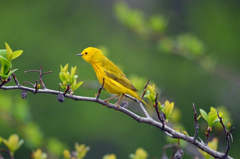 a yellow warbler perched on a budding branch