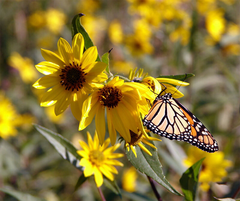 a monarch butterfly sitting on a yellow flower