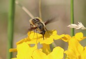 A bee fly getting nectar from a yellow flower