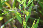 A green darner dragonfly