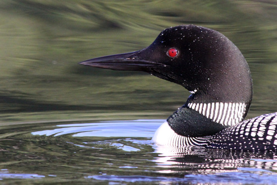 closeup of a loon head