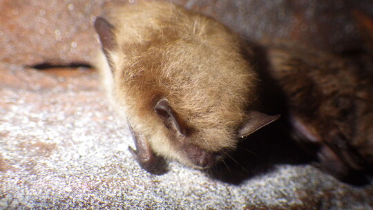 Close-up shot of a little brown bat in a cave. Its hair is long and light brown.