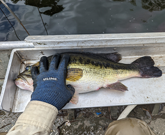 bass held by a hand on a board by DNR fisheries staff