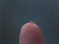 photo of a spiny water flea on a fingertip