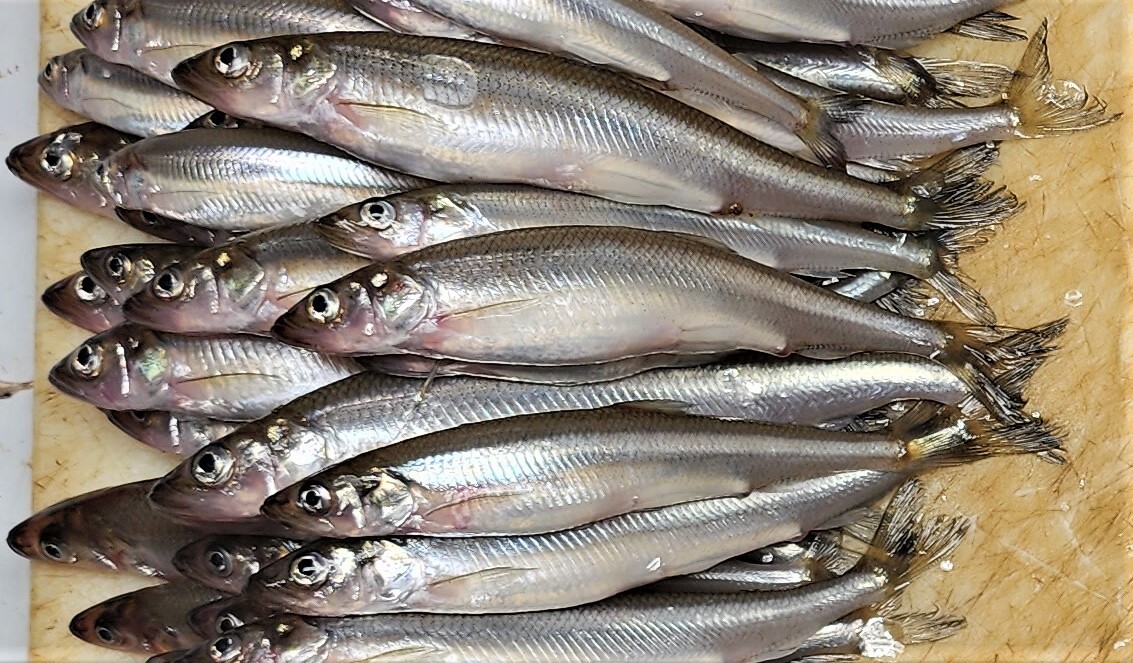 Picture of a pile of smelt