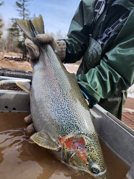 Large female steelhead rainbow trout captured at the Knife River Trap in spring 2023