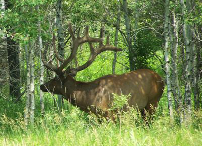 elk in the trees