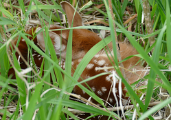 a fawn curled up in tall grass