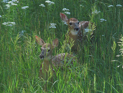 two fawns standing in tall grass