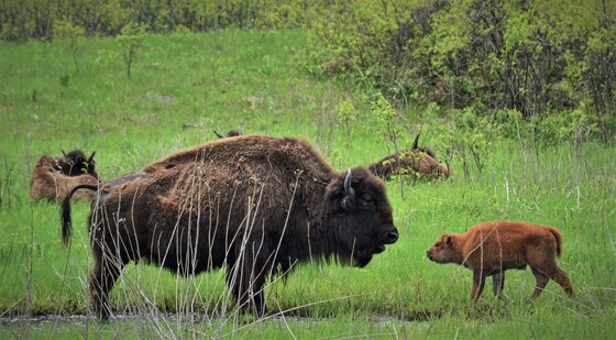 A bison and her calf face each other in a prairie