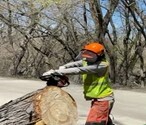 DNR Worker using Chainsaw to cut Tree Ring Disc